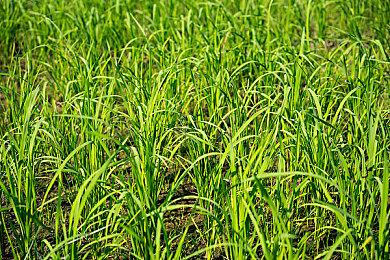 《绿林侠盗：亡命之徒与传奇》第一赛季将于9月2日推出！