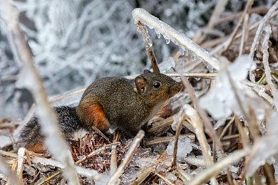 恐怖游戏《女鬼桥二 释魂路》Steam页面上线